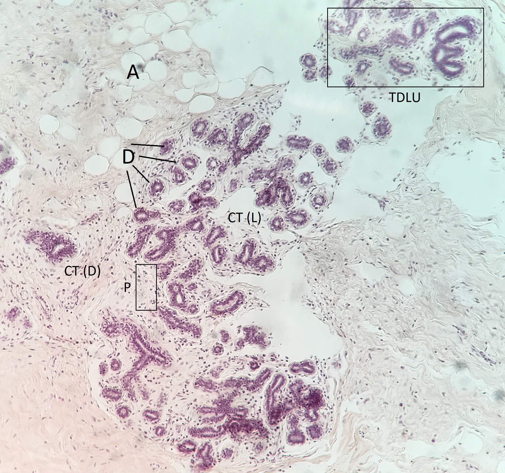 Mammary Gland 10x Histology
